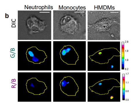 image of subcellular